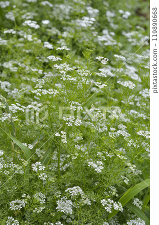 Coriander flowers in a summer herb garden 119890668