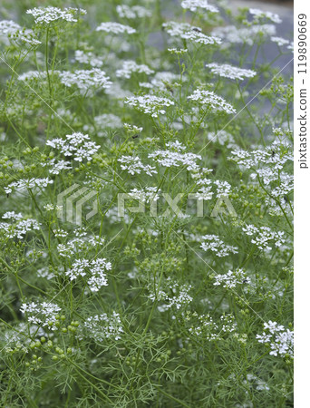 Coriander flowers in a summer herb garden 119890669