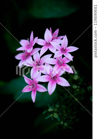 花壇裡盛開著粉紅色的花朵。潘托斯。日文名字是Kusayamatanka。 119890681