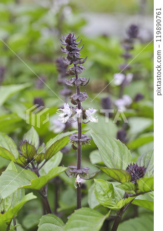 夏季菜園中的肉桂羅勒香草花 119890761
