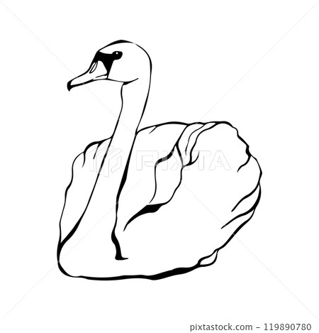 Swan bird on water surface in continuous line art drawing style. Black linear sketch isolated on white background. Vector illustration Swan bird on water surface in continuous line art drawing style. Black linear sketch isolated on white background. Vector illustration 119890780