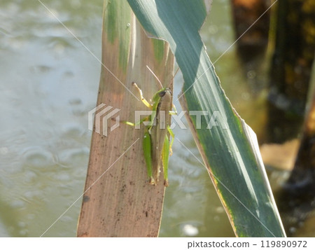 Locust Locust 119890972