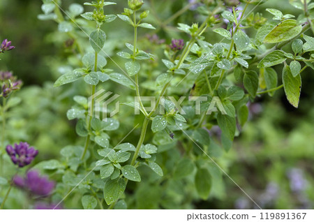 Marjoram flowers in a summer vegetable garden, herb Marjoram flowers in a summer vegetable garden, herb 119891367