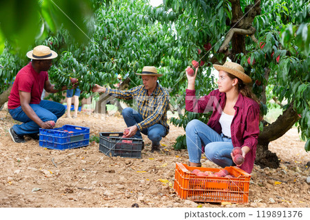 Workers harvesting peaches 119891376