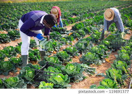African American farmer harvesting savoy cabbage on vegetable plantation African American farmer harvesting savoy cabbage on vegetable plantation 119891377