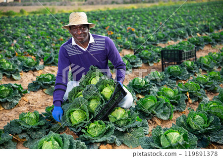 Afro american man farmer holding box full of cabbage Afro american man farmer holding box full of cabbage 119891378