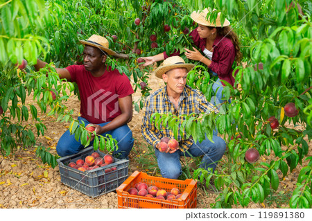 Workers harvesting peaches 119891380