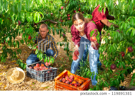 Two men and one young woman harvesting peaches Two men and one young woman harvesting peaches 119891381
