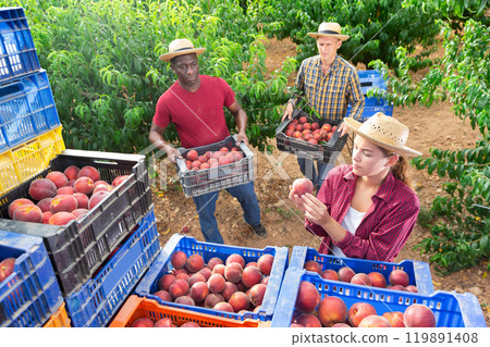 Two men and one woman have harvested ripe peaches 119891408