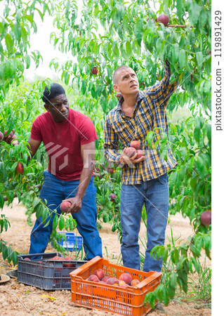 Men picking juicy peaches Men picking juicy peaches 119891429