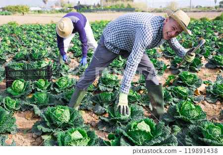 Man working on farm field on summer day, harvesting cabbage Man working on farm field on summer day, harvesting cabbage 119891438