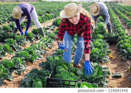 Cheerful girl harvesting savoy cabbage on farm plantation Cheerful girl harvesting savoy cabbage on farm plantation 119891448