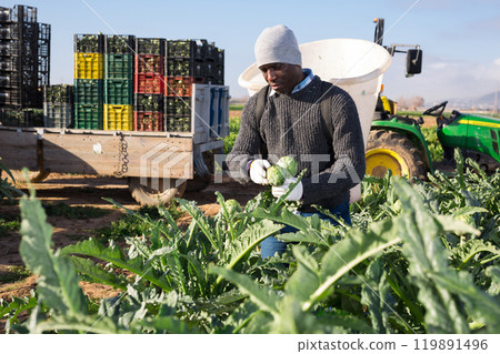 Gardener harvesting fresh artichokes on plantation Gardener harvesting fresh artichokes on plantation 119891496