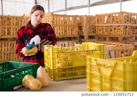 Woman farmer cleaning pumpkin at farm warehouse Woman farmer cleaning pumpkin at farm warehouse 119891722