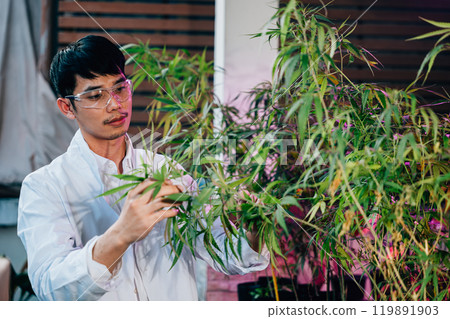 Asian man in lab coat is holding leaf of a cannabis sativa plant, doctor marijuana researcher wearing safety goggles and he is examining the plant, working in a hemp field 119891903
