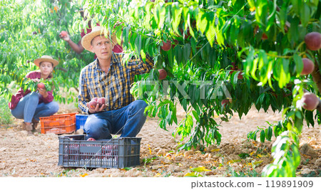 Three plantation workers picking peaches Three plantation workers picking peaches 119891909
