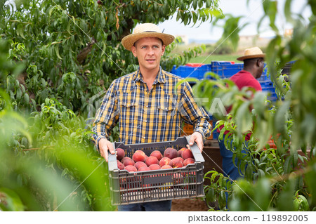 Portrait of worker with boxes of peaches in hands 119892005