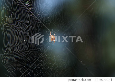 Spider Common cross sits on a web living in the Ukrainian forests 119892081