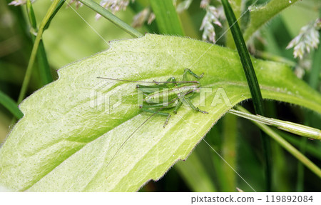 Green grasshopper on a leaf in the grass 119892084