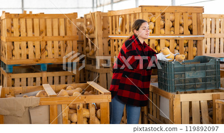 Woman farmer sorting fresh pumpkins Woman farmer sorting fresh pumpkins 119892097
