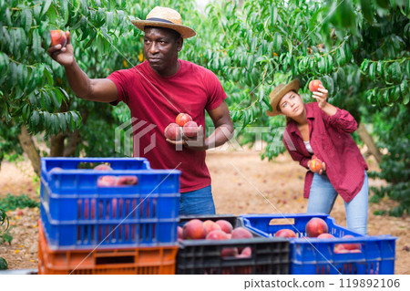 Young lady and adult man harvesting peaches Young lady and adult man harvesting peaches 119892106