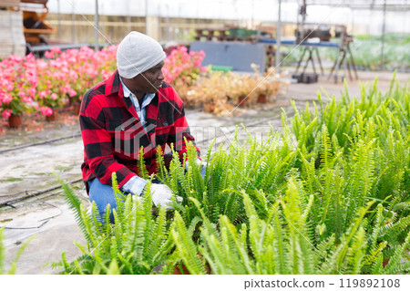 Farm worker choosing nephrolepis in pot in greenhouse Farm worker choosing nephrolepis in pot in greenhouse 119892108