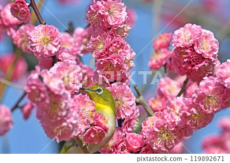 紅梅和白眼花盛開（春天的形象）（溫馨的形象） 119892671