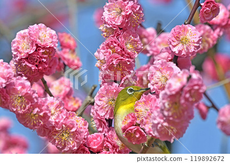 紅梅和白眼花盛開（春天的形象）（溫馨的形象） 119892672