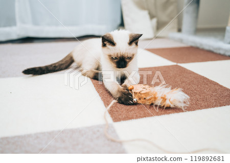 Siamese mix kitten playing with a toy 119892681