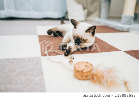 Siamese mix kitten playing with a toy 119892682
