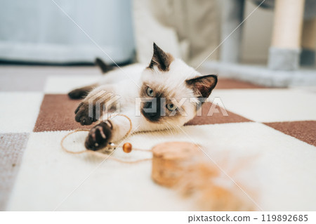 Siamese mix kitten playing with a toy 119892685