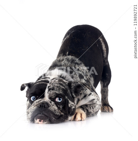 french bulldog in studio french bulldog in studio 119892721