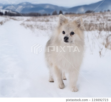 Japanese Spitz in studio Japanese Spitz in studio 119892723