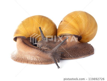 archachatina marginata ovum albina shell 119892726