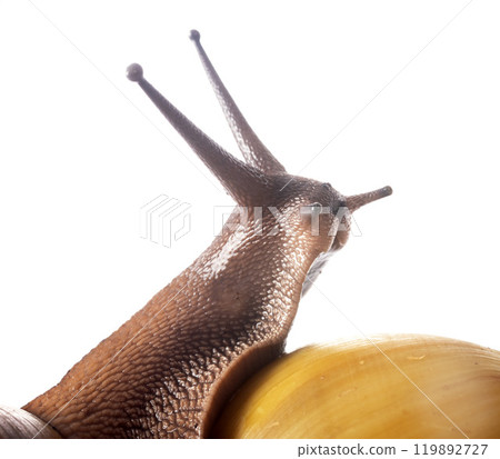 archachatina marginata ovum albina shell 119892727