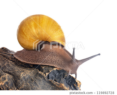 archachatina marginata ovum albina shell 119892728