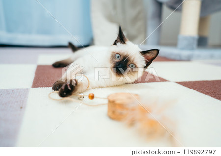 animal, animals, cat 119892797