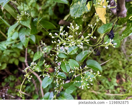 The plant The plant 119892875