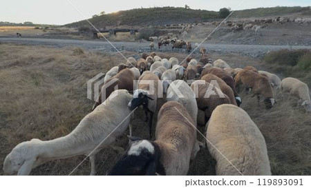 Herd of sheep walking towards the camera at sunset in a pasture 119893091