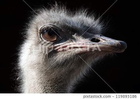 The ostrich is a large, ratite, flightless bird of the ostrich family; its scientific name translated from Greek means camel sparrow. 119893186