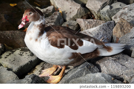 Bird Muscovy duck in autumn - large Bird Muscovy duck in autumn - large 119893200