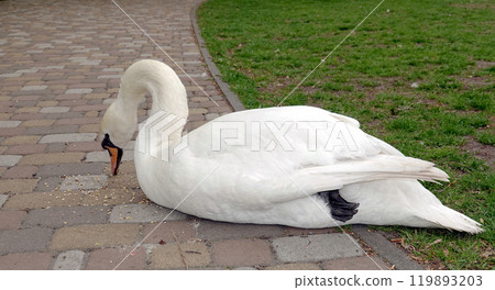 A large white swan eats millet on a path in a city park A large white swan eats millet on a path in a city park 119893203