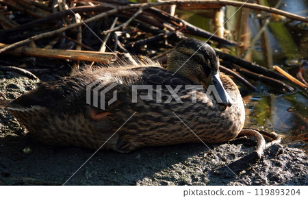 Mallard duck basking in the sun after morning feeding 119893204