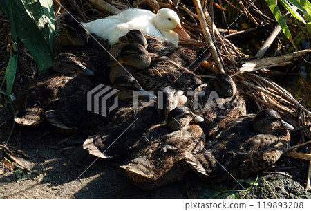 An albino Mallard duck basking in the sun after feeding on the shore with other chicks - large An albino Mallard duck basking in the sun after feeding on the shore with other chicks - large 119893208