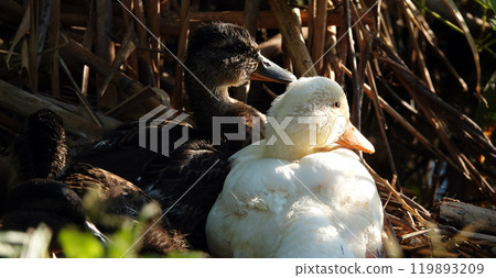 An albino Mallard duck basking in the sun after feeding on the shore with other chicks - large An albino Mallard duck basking in the sun after feeding on the shore with other chicks - large 119893209