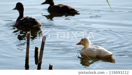 An albino Mallard duck swims with other chicks in the backwater, very different from all others An albino Mallard duck swims with other chicks in the backwater, very different from all others 119893212