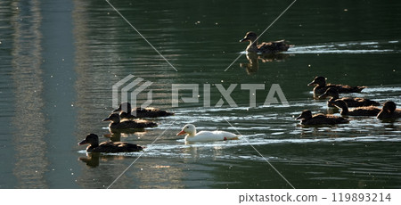An albino Mallard duck swims with other chicks in the backwater, very different from all others An albino Mallard duck swims with other chicks in the backwater, very different from all others 119893214