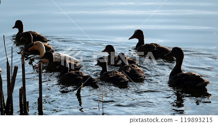 An albino Mallard duck swims with other chicks in the backwater, very different from all others 119893215