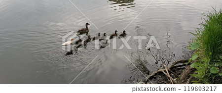 An albino Mallard duck swims with other chicks in the backwater, very different from all others 119893217