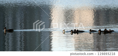 An albino Mallard duck swims with other chicks in the backwater, very different from all others An albino Mallard duck swims with other chicks in the backwater, very different from all others 119893218